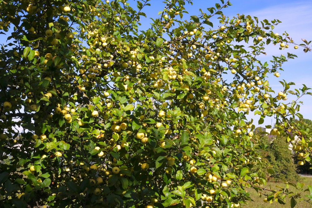 Apple Tree With Apples In Autumn