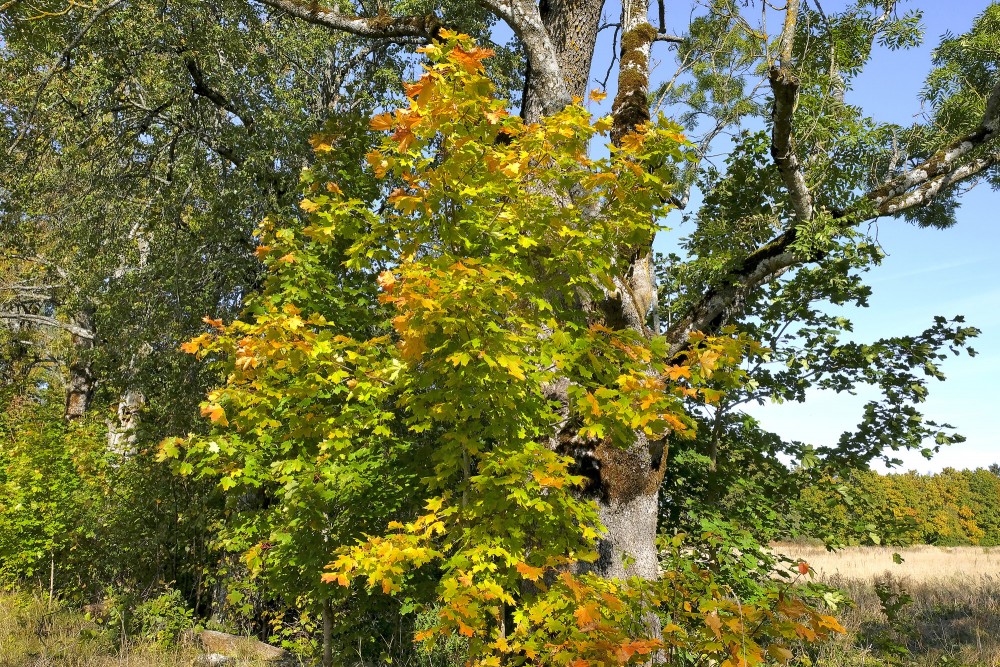 Jauna kļava pie oša koka
