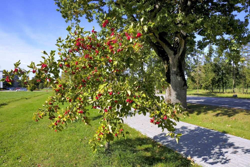 Ainava ar vilkābeli Ainava ar vilkābeli