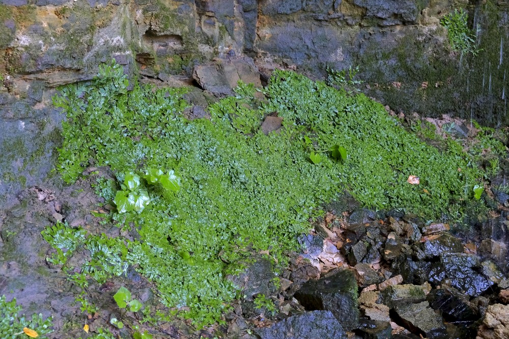 Plants in the Omiķi Ravine