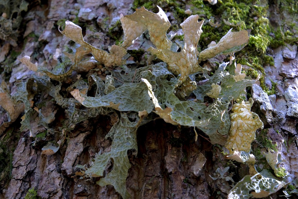 Lung lichen