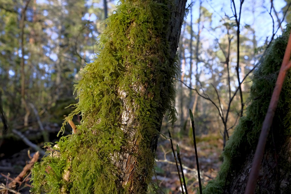 Blunt-leaved beaked moss