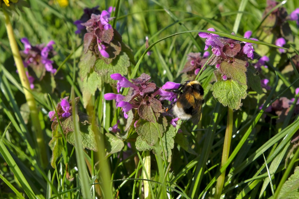 Red Dead-nettle and Bumblebee