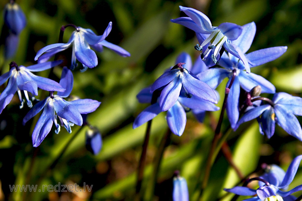 Siberian squill