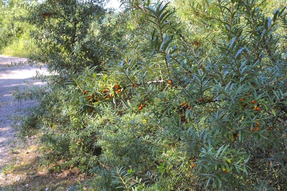Sea buckthorn bush with orange berries by a forest road on a sunny day