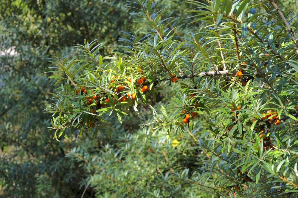Sea buckthorn branches with ripe orange berries in a sunny forest edge