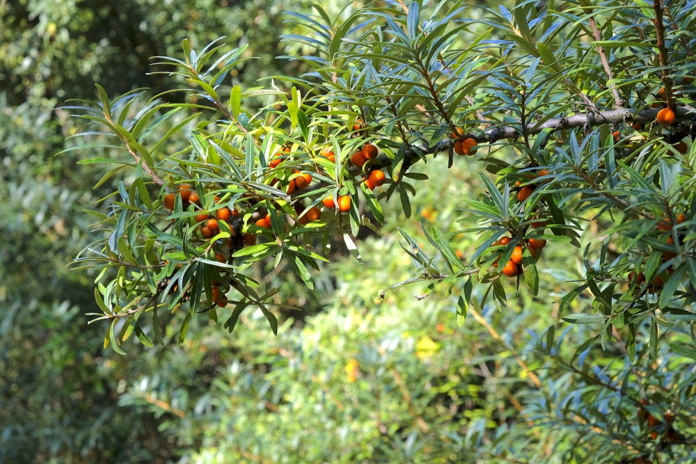 Close-up of sea buckthorn berries and leaves on branches in a natural setting