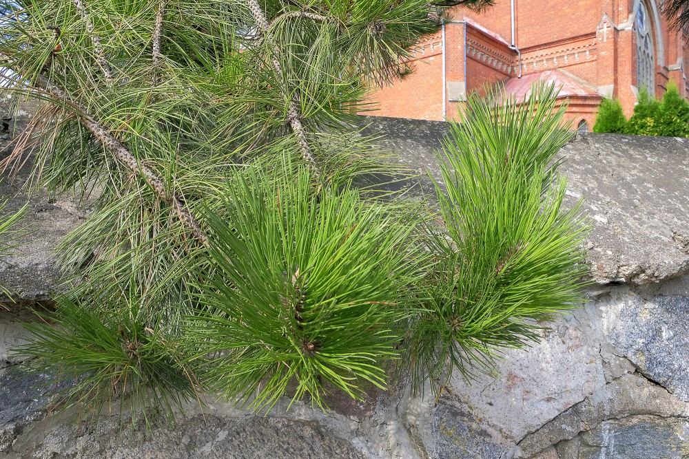 Green pine branch above stone wall with red brick building in the background