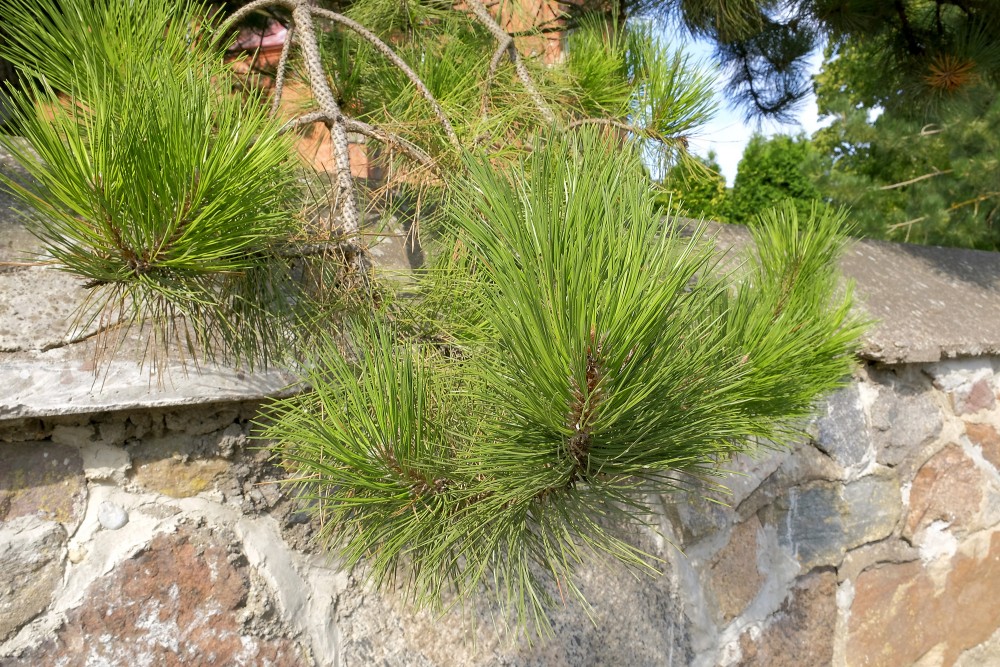 Pine branches with dense needles above a stone wall on a sunny day