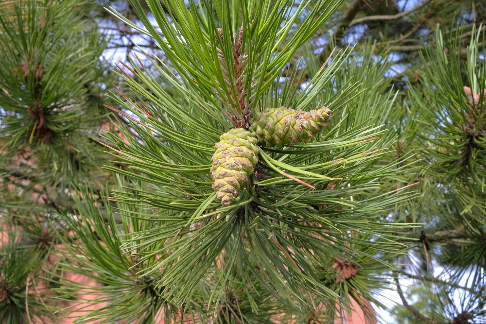 Green pine cones and needles close-up on a tree branch
