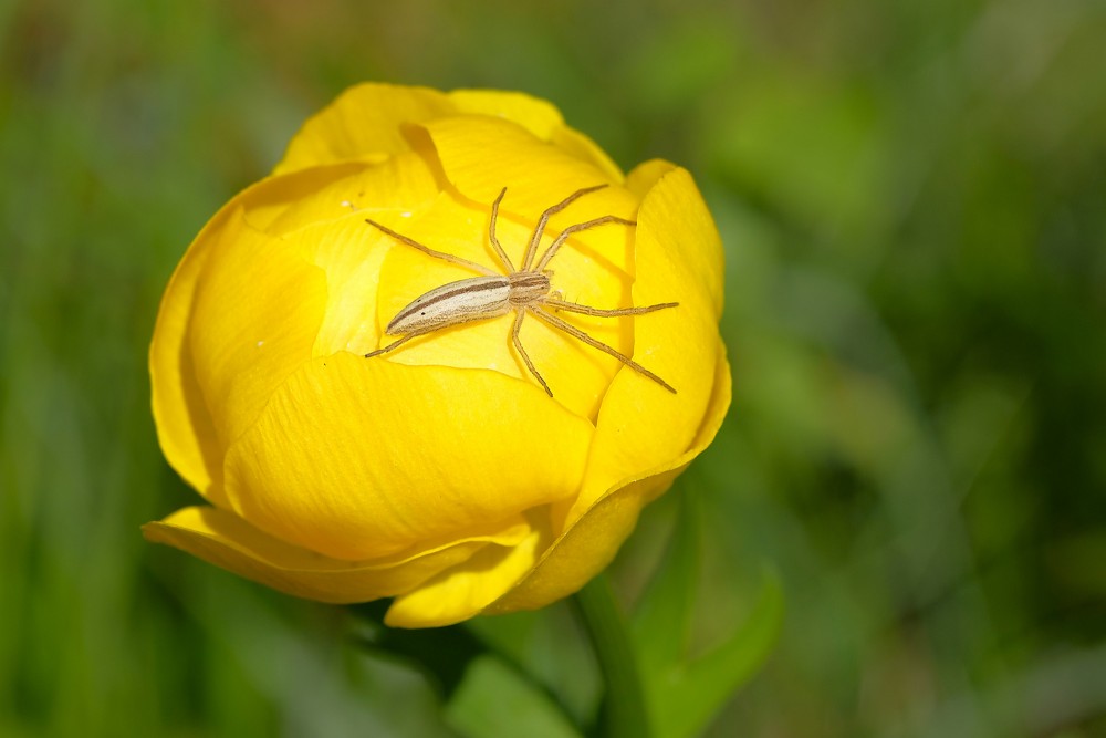 Māņkrabzirneklis (Tibellus oblongus) uz saulpurenes zieda