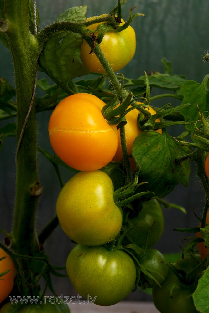 Production of Tomatoes in greenhouses