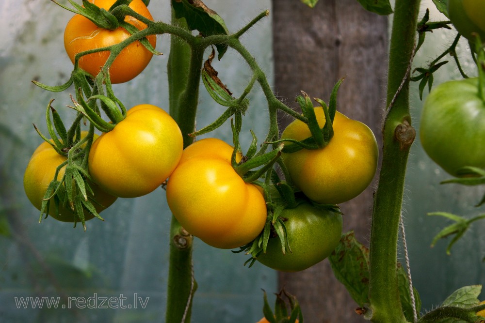 Yellow tomato