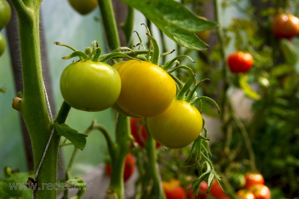 Production of Tomatoes in greenhouses