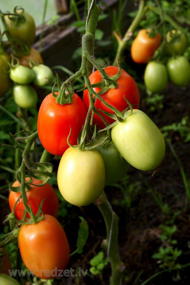 Tomatoes In Greenhouse