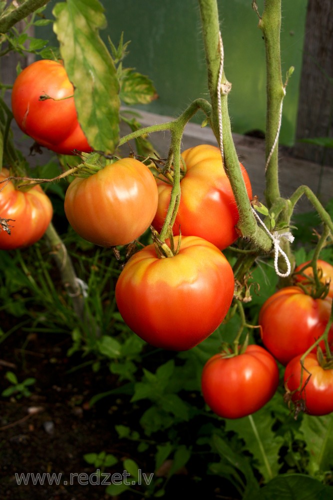 Tomatoes In Greenhouse