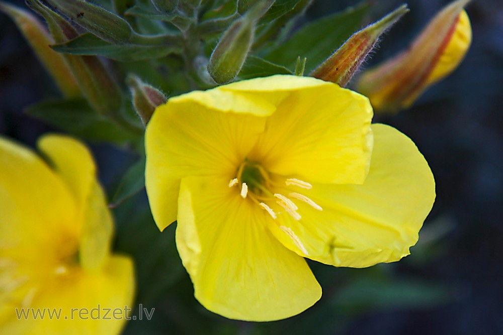 Četršķautņu naktssvece Četršķautņu naktssvece