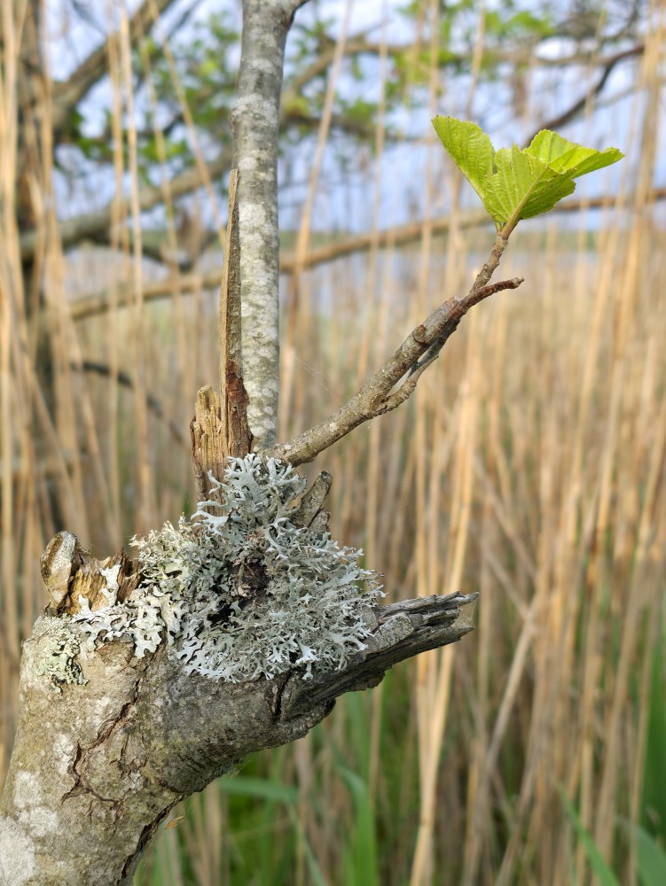 Lichen and Leaf