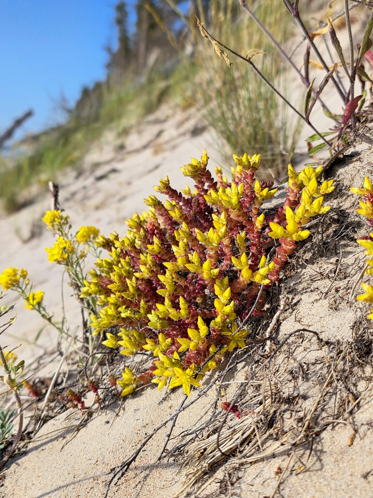Kodīgais laimiņš (Sedum acre)
