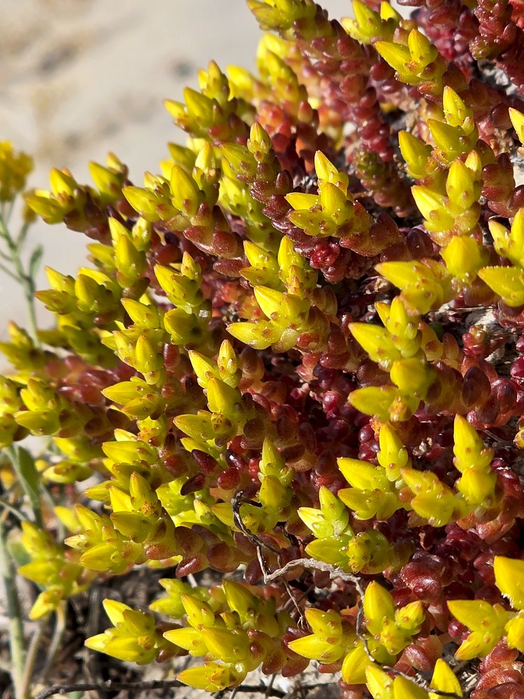 Kodīgais laimiņš tuvplānā