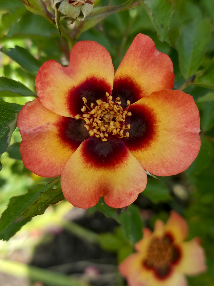 Ziedoša roze Ziedoša roze