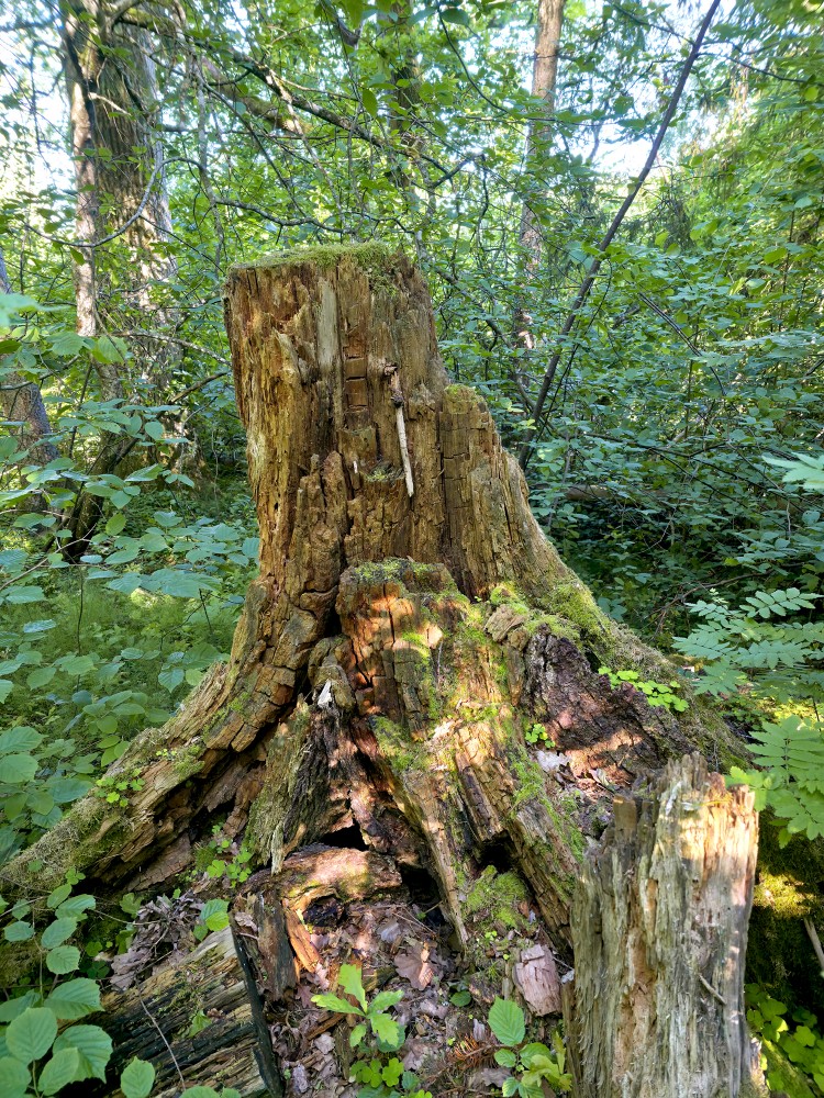 Satrunējis koka celms