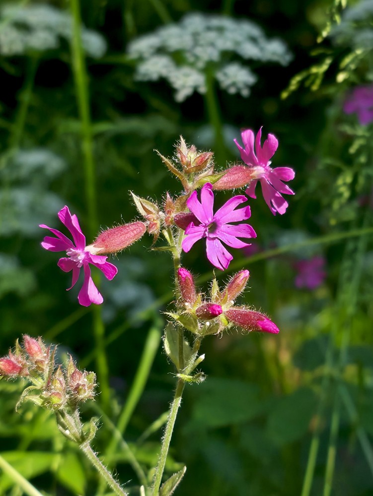 Sarkanā spulgotne (Melandrium dioicum)