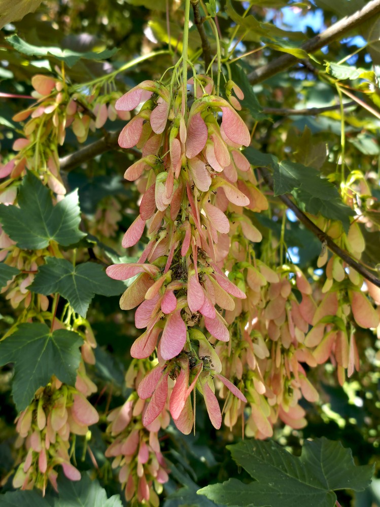 Ošlapu kļavas spārnuļi