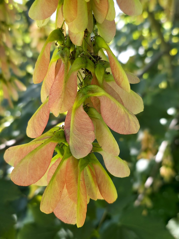 Ošlapu kļavas spārnuļi