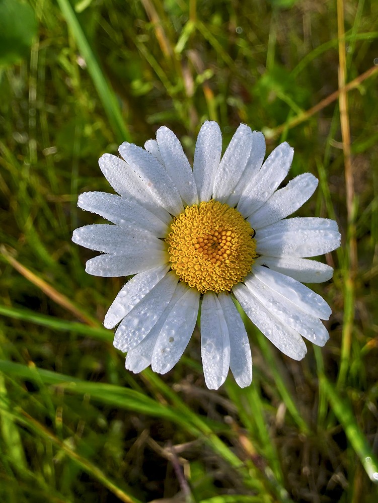 Aprasojusi pīpene (Margrietiņa)