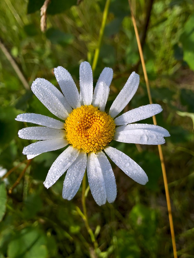 Aprasojusi margrietiņa