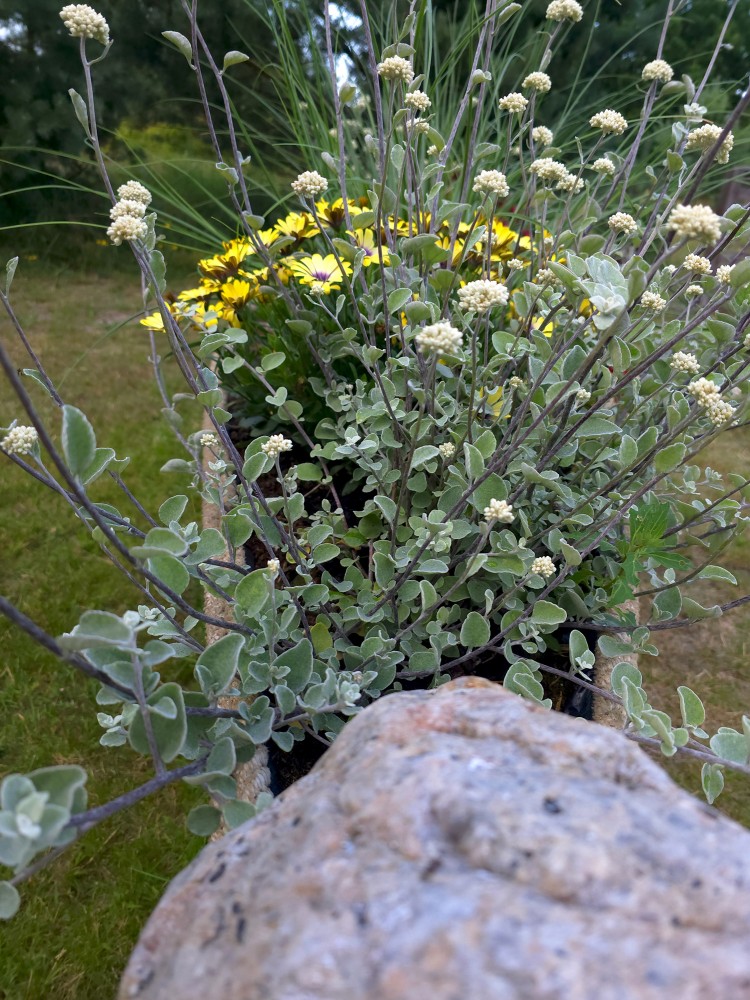 Autumn flower arrangement with gray-green foliage and yellow blooms in garden