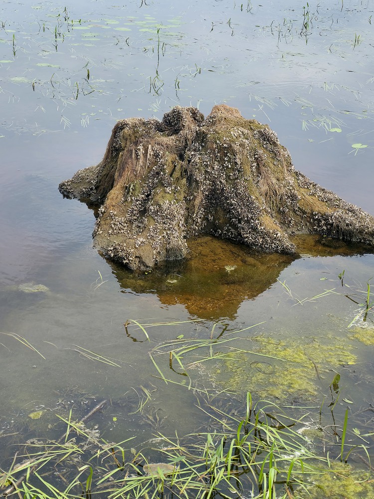Old tree stump with mussels in water