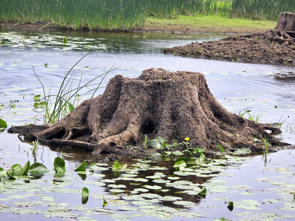 Tree stump in swamp with aquatic plants and lily pads