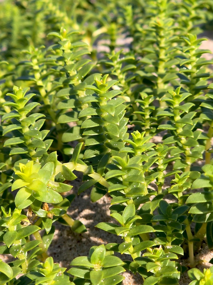 Biezlapainā sālsvirza