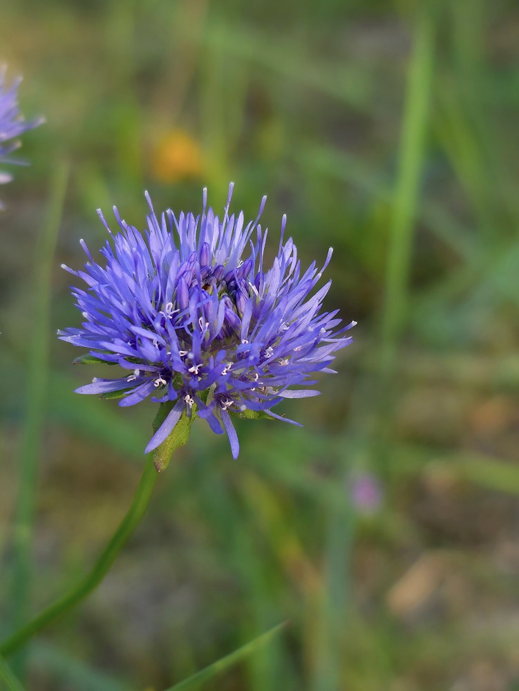 Kalnu norgalvītes zieds