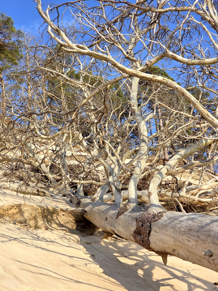 Dead Tree on the Seashore