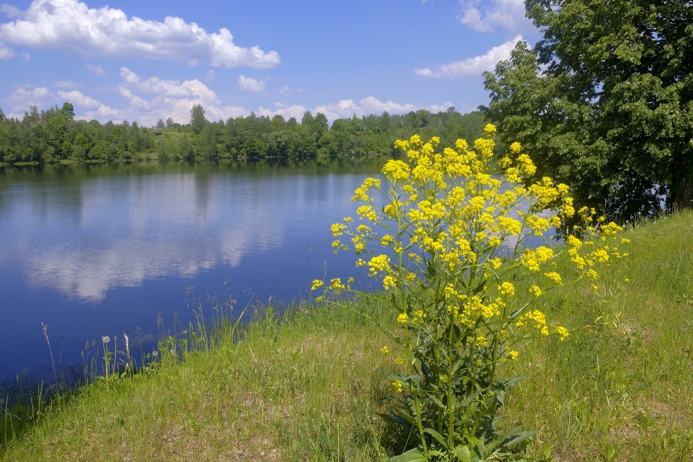 Ziedošs rapsis Daugavas malā