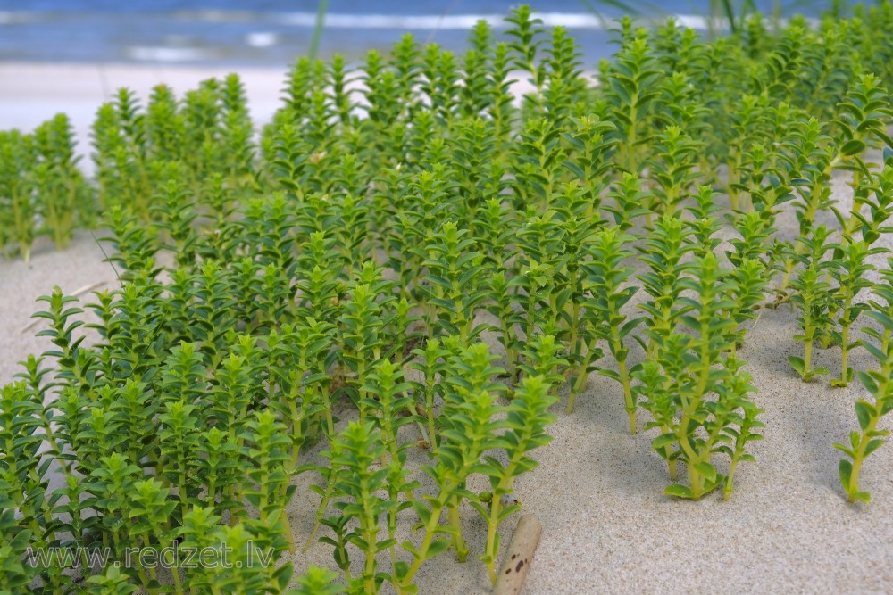 Sea sandwort