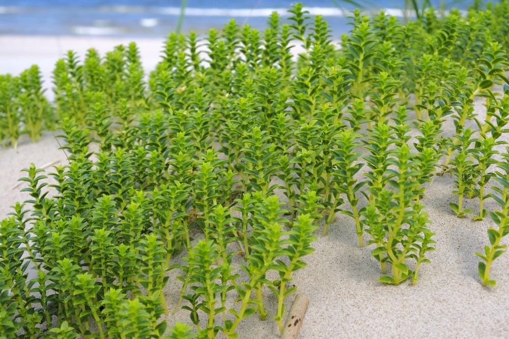 Biezlapainā sālsvirza