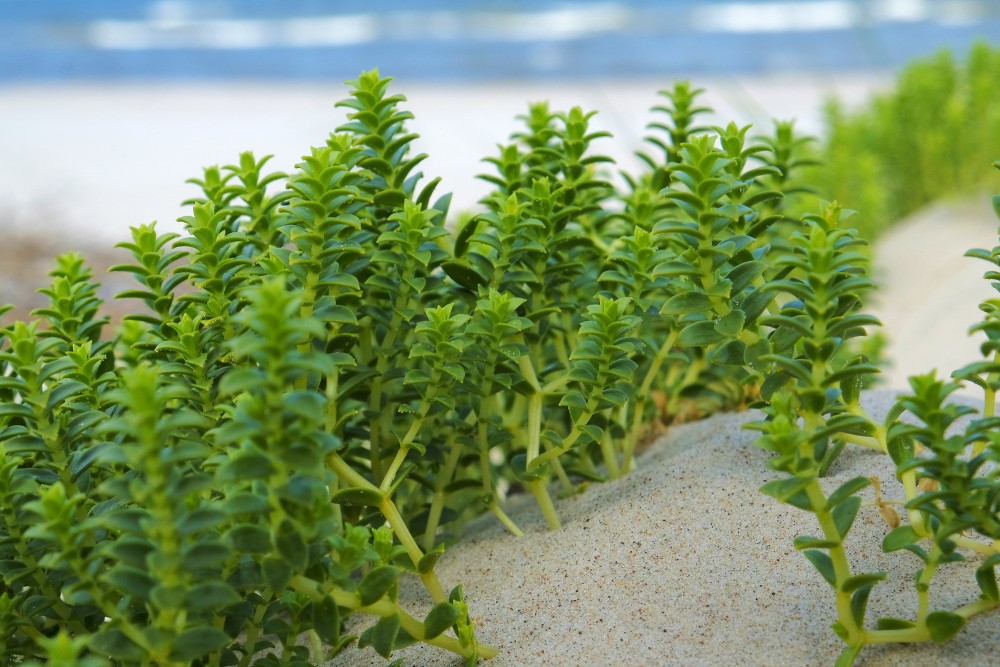Close up of Sea Sandwort