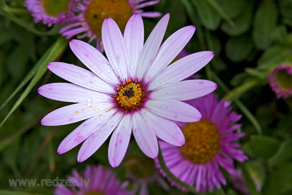 Aprasojis zieds Aprasojis zieds