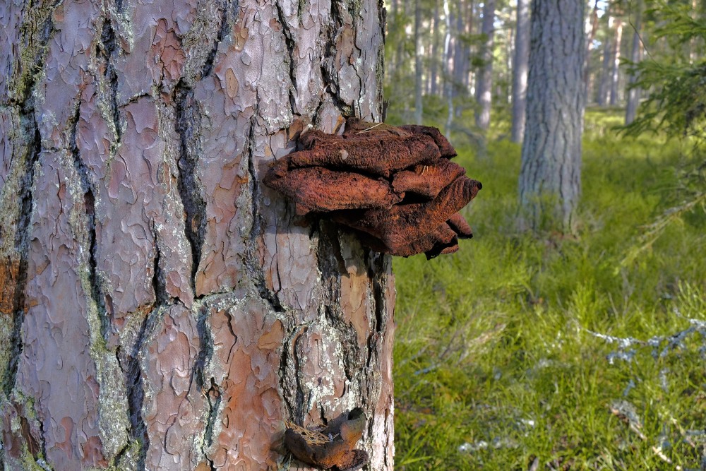 Veca piepe uz priedes stumbra