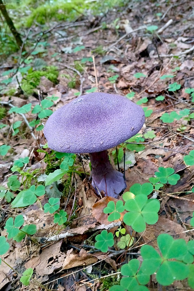 Violetā tīmeklene (Cortinarius violaceus)