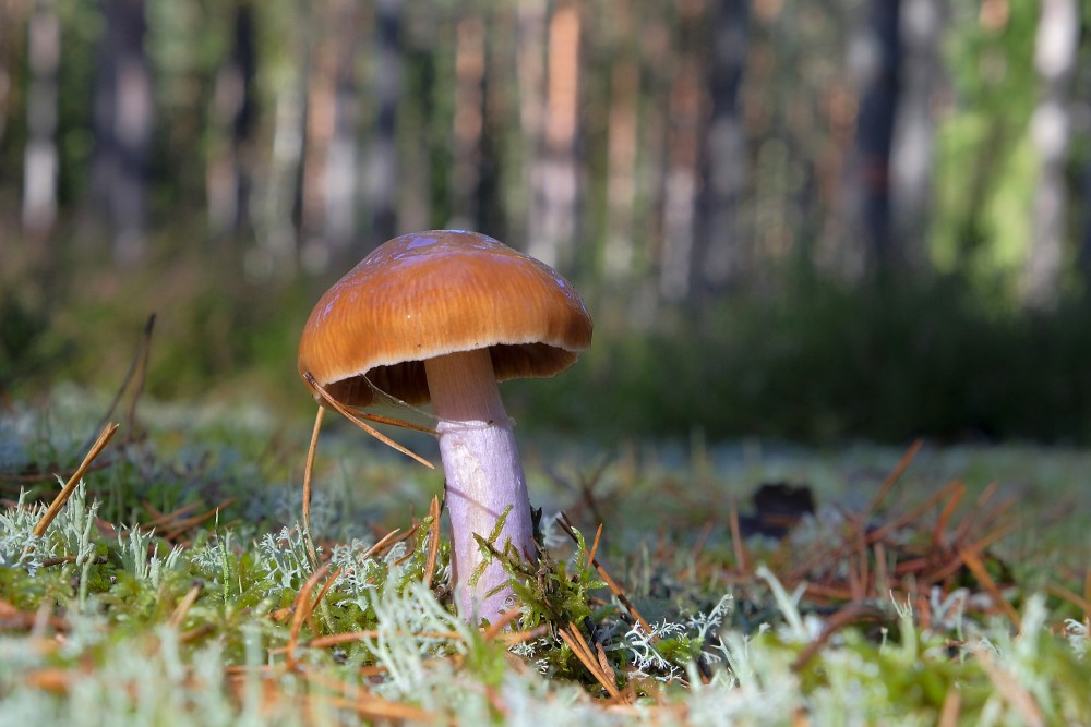 Mushroom on pine forest floor with blurred background