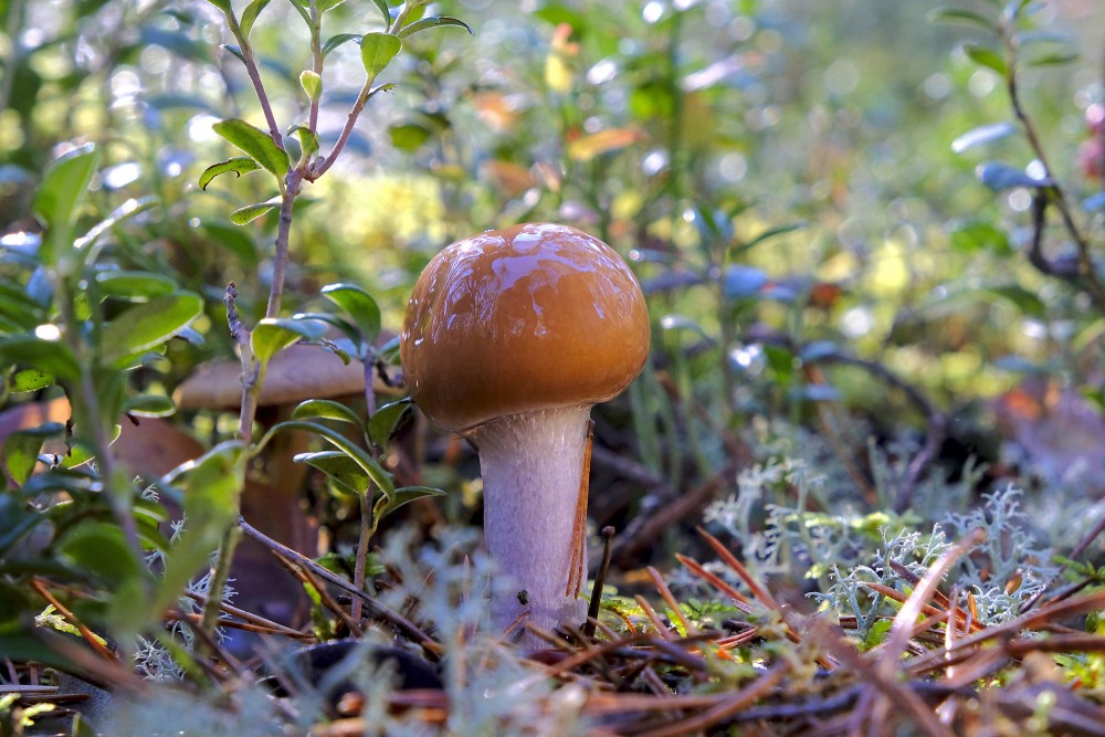 Mushroom macro in pine forest covered with morning dew