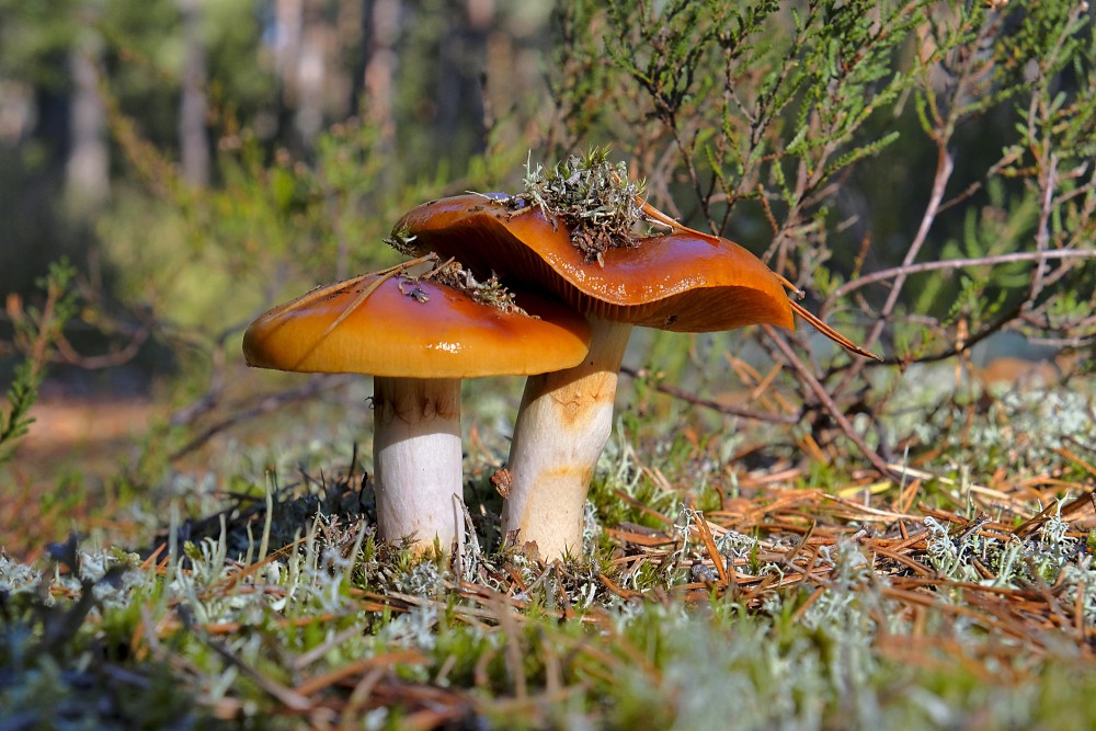 Two Orange webcap in a pine forest after morning dew