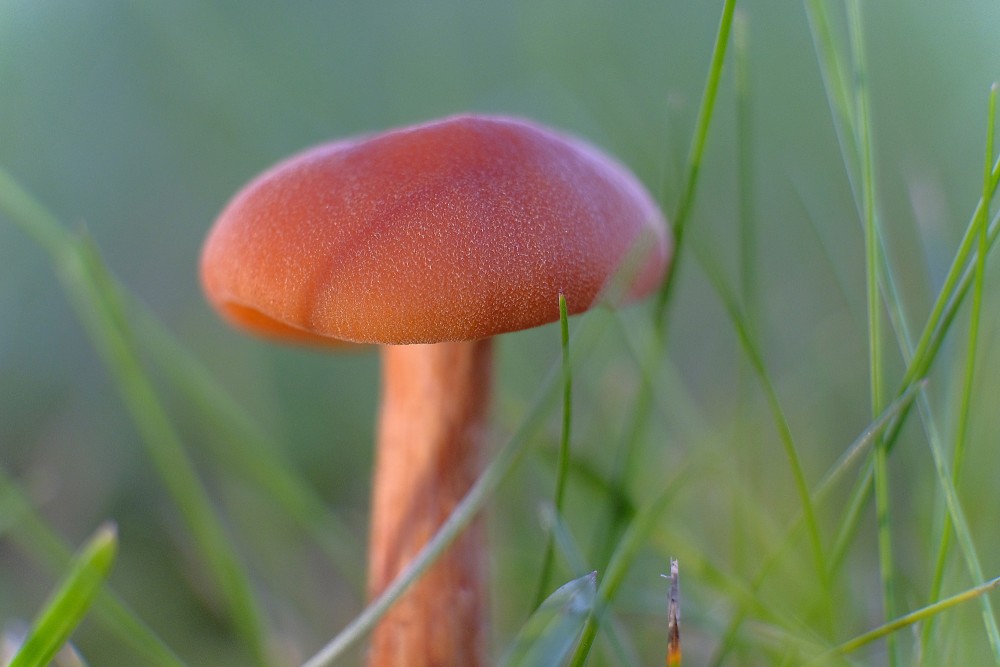 Rusty brown mushroom in sunny meadow grass macro