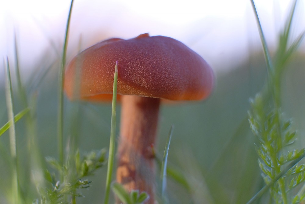 Rusty brown mushroom among grass in evening light macro