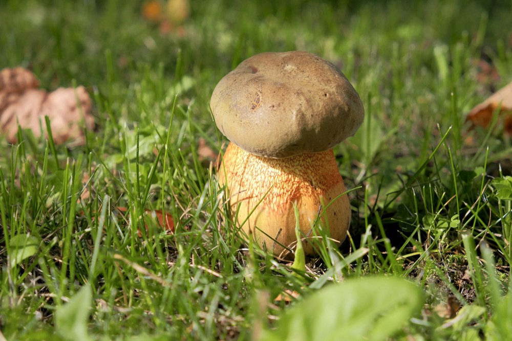Lurid bolete with orange stem growing at the forest edge in fresh grass